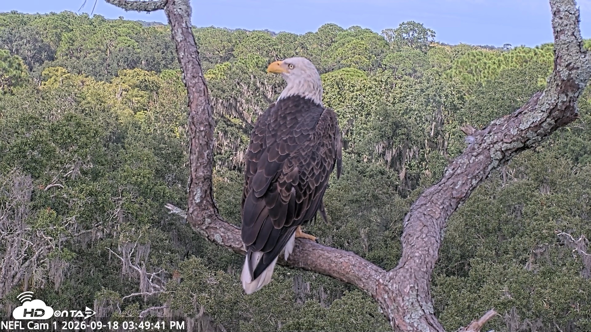 Snapshot of NE Florida Eagles Live Webcam taken Sep 18, 2026, 3:50pm EDT
