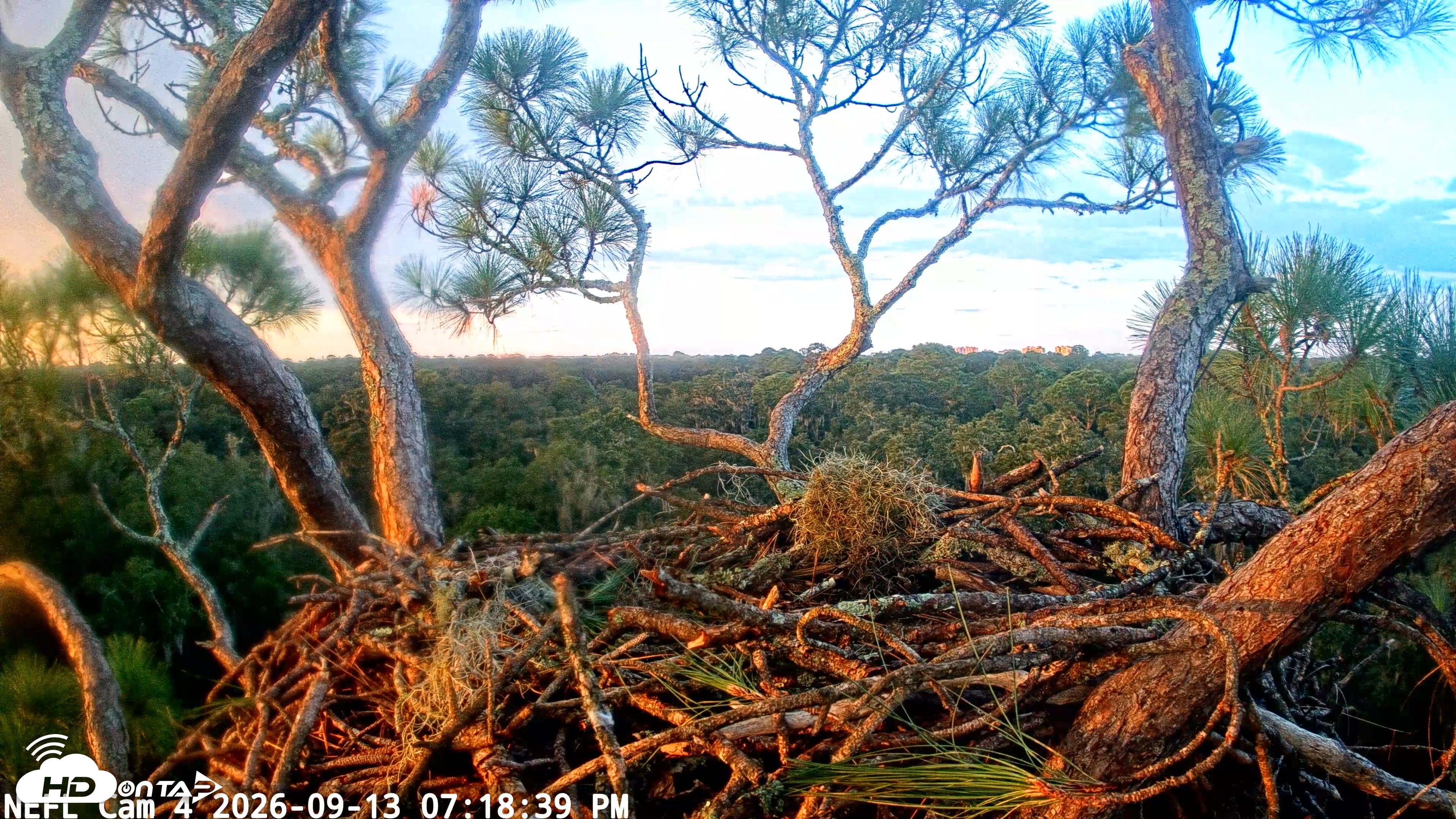 Snapshot of NE Florida Eagles Live Webcam taken Sep 13, 2026, 7:19pm EDT