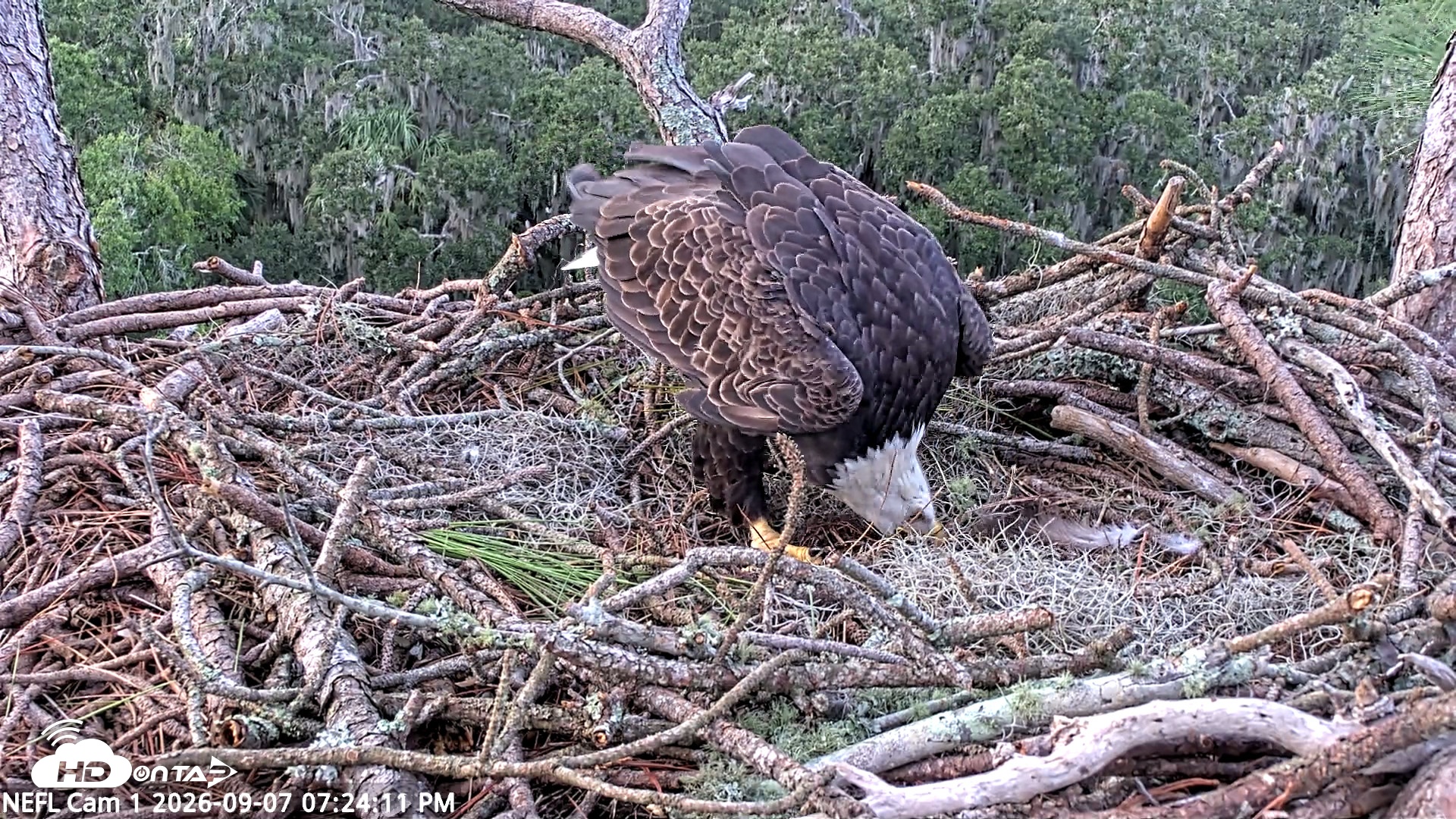 Snapshot of NE Florida Eagles Live Webcam taken Sep 7, 2026, 7:25pm EDT