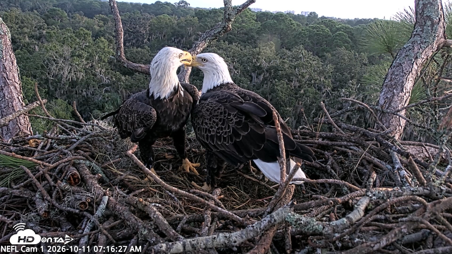 Snapshot of NE Florida Eagles Live Webcam taken Oct 11, 2026, 7:17am EDT
