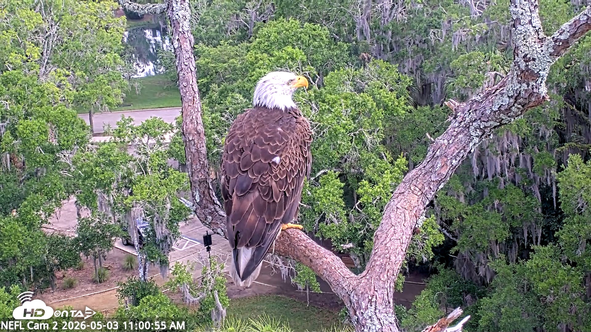 Snapshot of NE Florida Eagles Live Webcam taken May 3, 2026, 11:01am EDT
