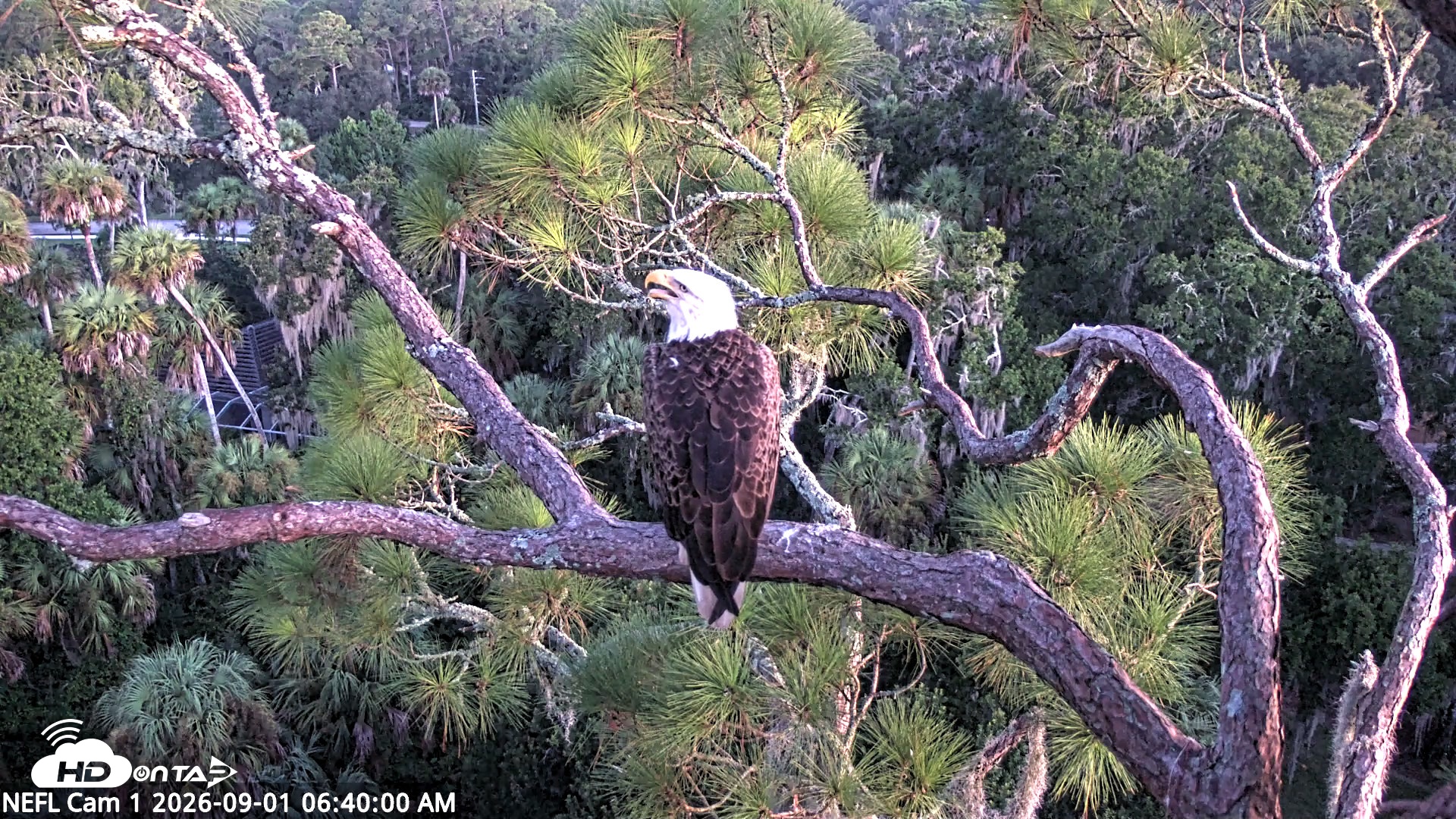 Snapshot of NE Florida Eagles Live Webcam taken Sep 1, 2026, 6:40am EDT