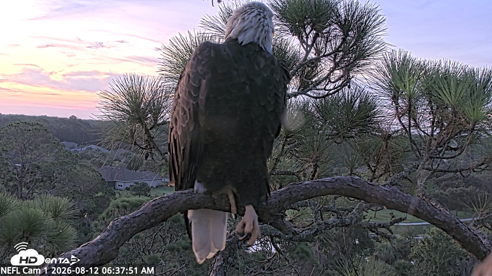 Snapshot of NE Florida Eagles Live Webcam taken Aug 12, 2026, 6:38am EDT