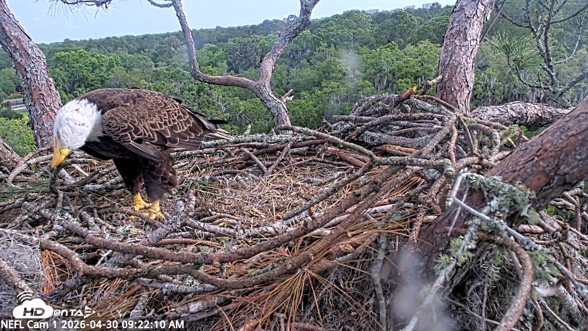 Snapshot of NE Florida Eagles Live Webcam taken Apr 30, 2026, 9:23am EDT
