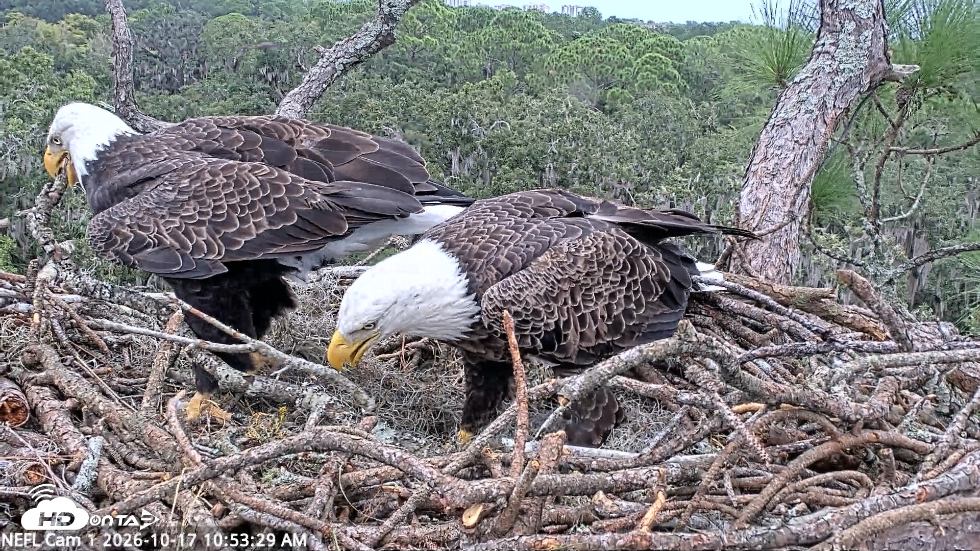 Snapshot of NE Florida Eagles Live Webcam taken Oct 17, 2026, 10:54am EDT