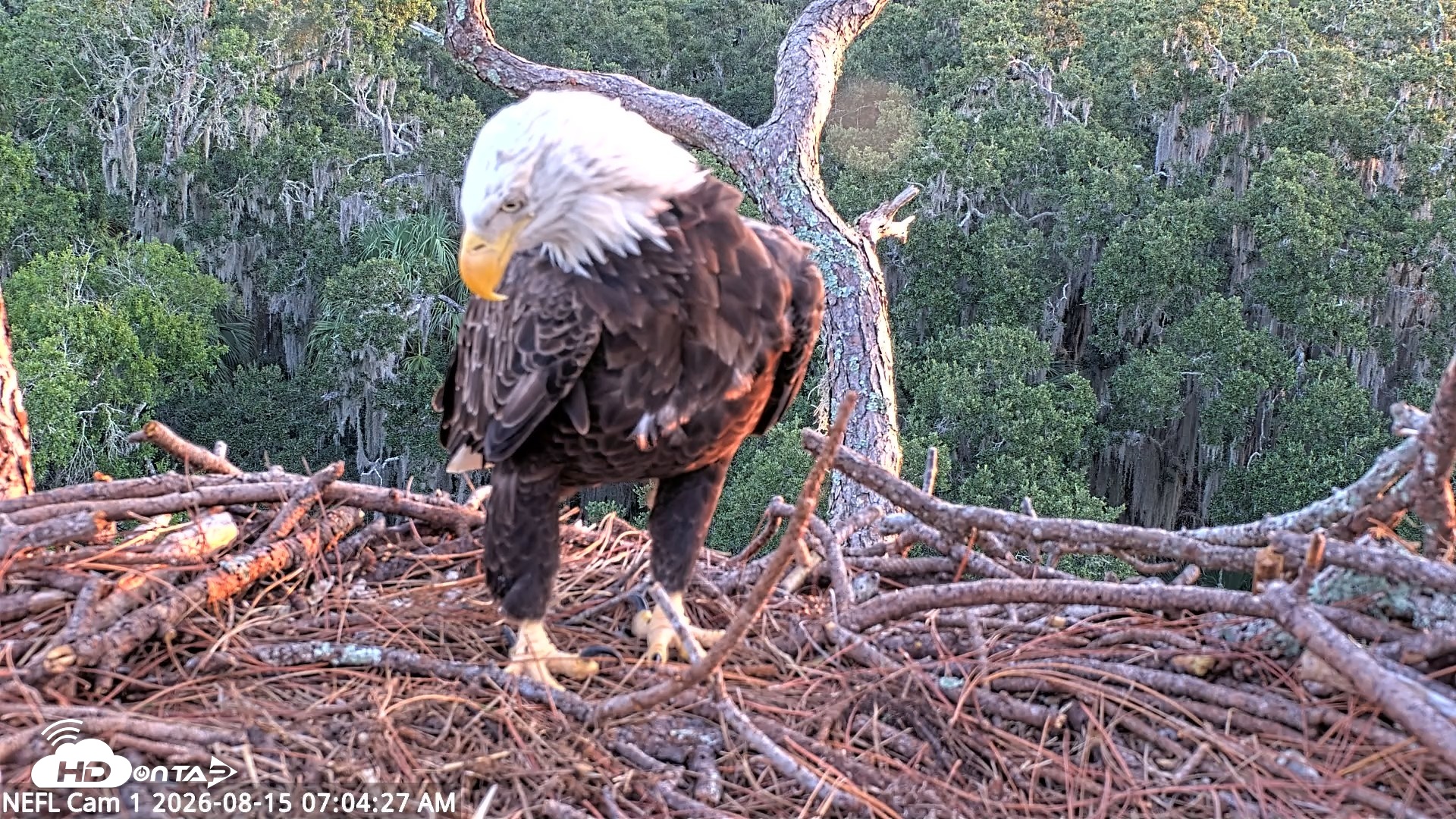 Snapshot of NE Florida Eagles Live Webcam taken Aug 15, 2026, 7:05am EDT
