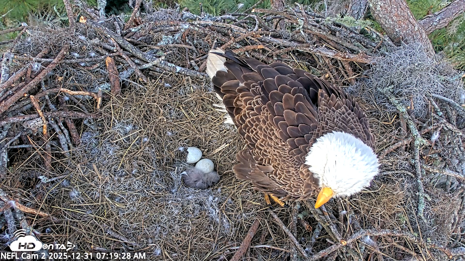 Snapshot of NE Florida Eagles Live Webcam taken Dec 31, 2025, 7:20am EST