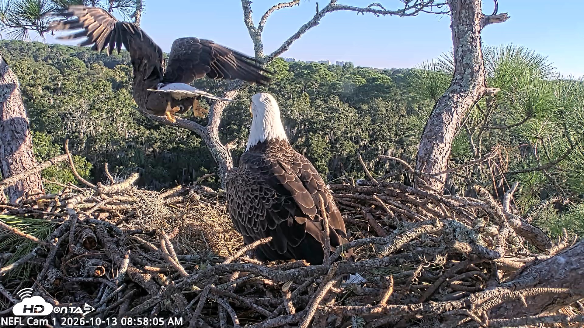Snapshot of NE Florida Eagles Live Webcam taken Oct 13, 2026, 8:59am EDT