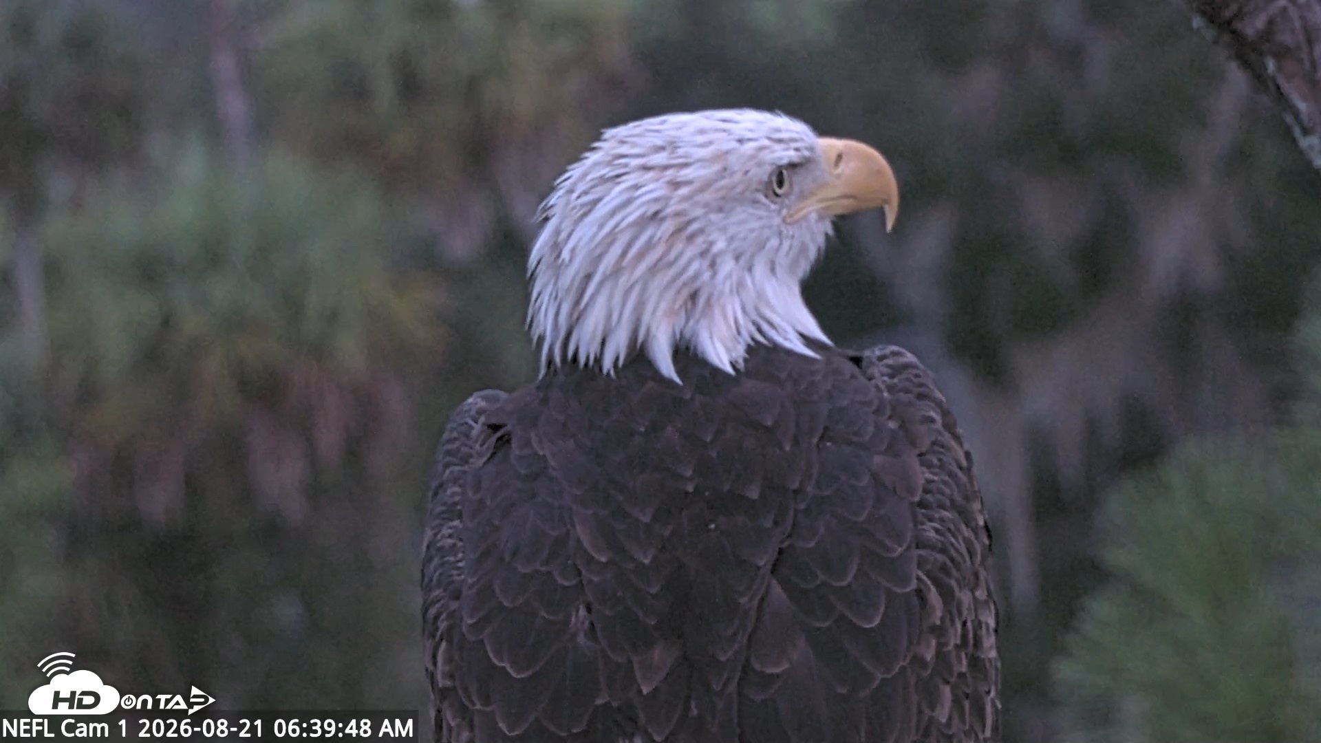 Snapshot of NE Florida Eagles Live Webcam taken Aug 21, 2026, 6:40am EDT