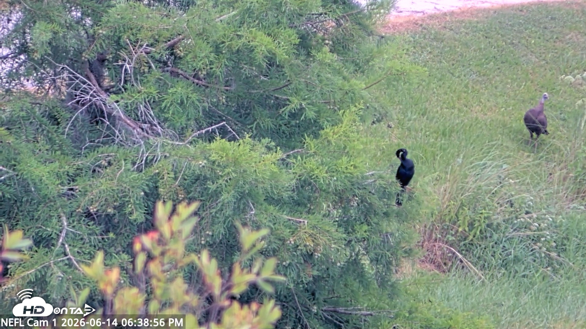 Snapshot of NE Florida Eagles Live Webcam taken Jun 14, 2026, 6:39pm EDT