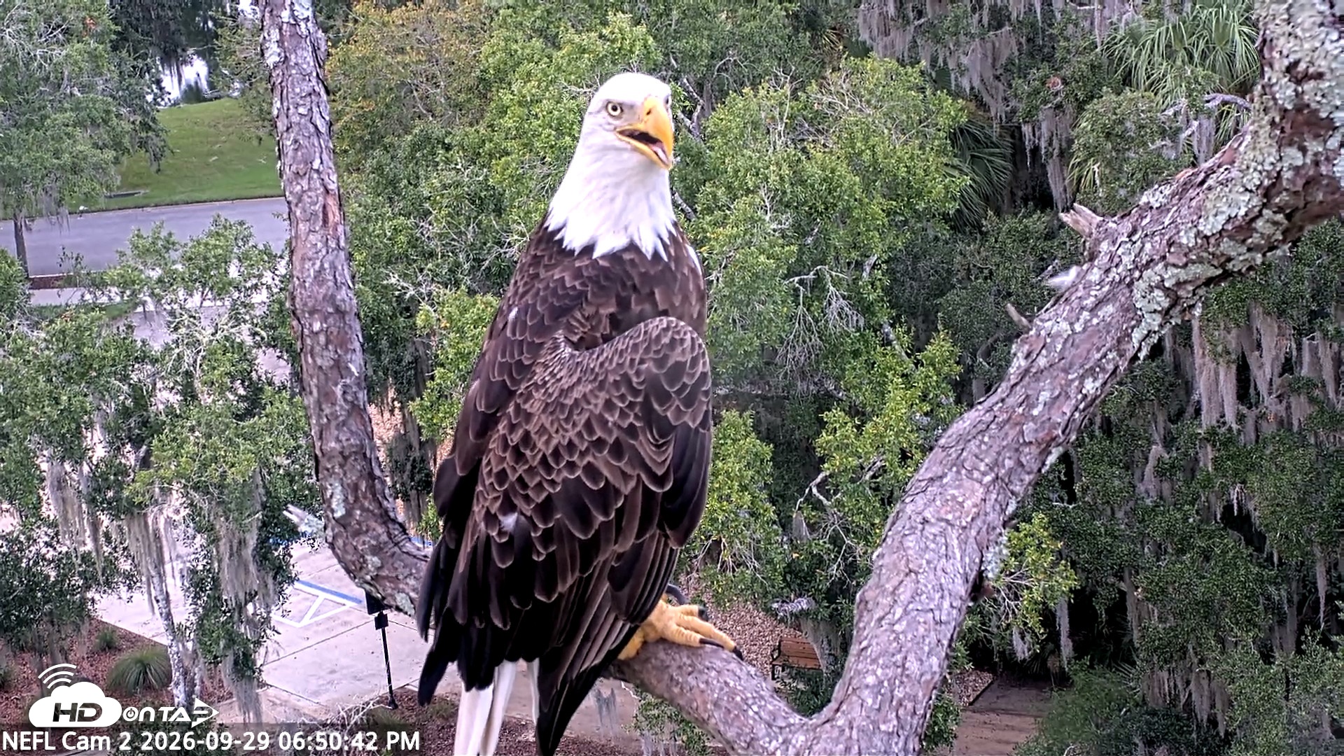 Snapshot of NE Florida Eagles Live Webcam taken Sep 29, 2026, 6:51pm EDT