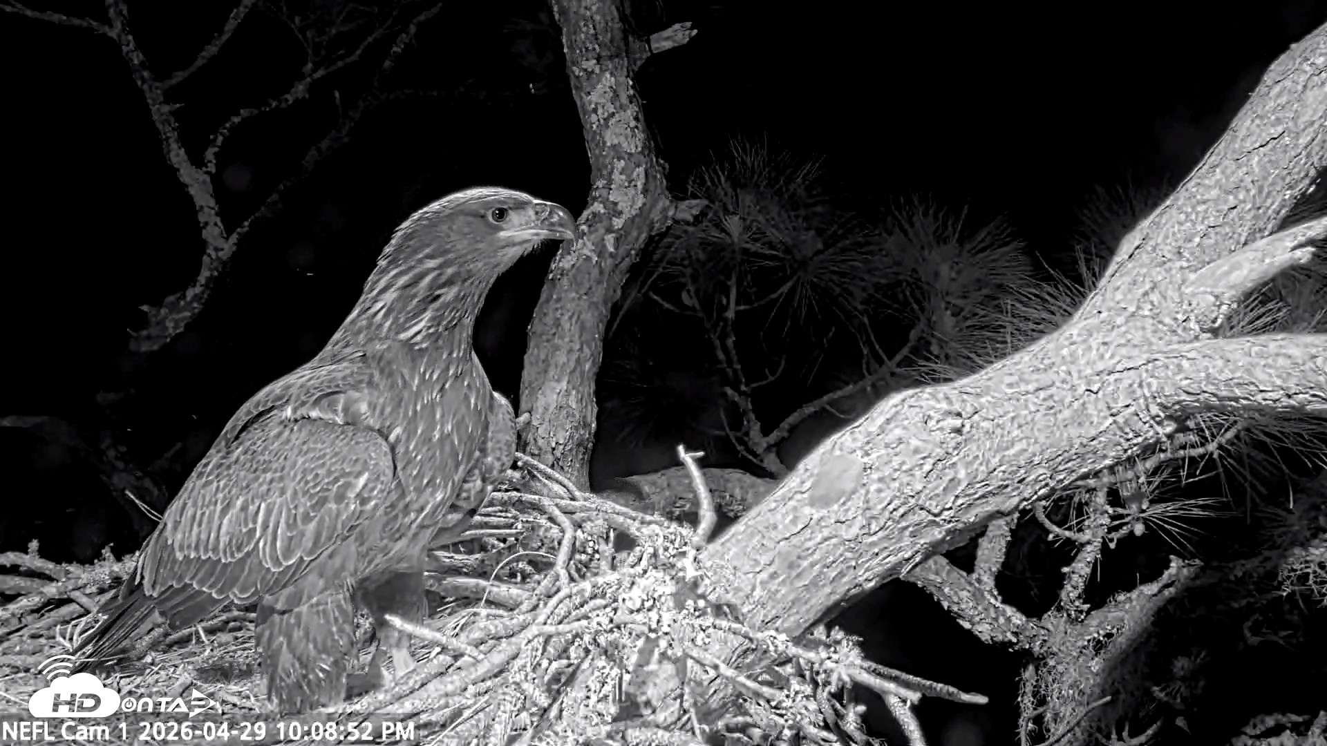 Snapshot of NE Florida Eagles Live Webcam taken Apr 29, 2026, 10:09pm EDT