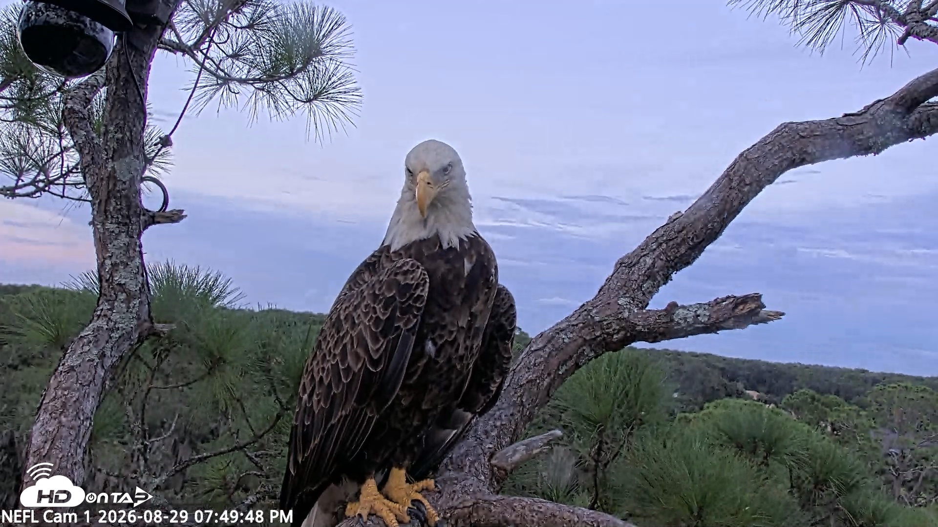 Snapshot of NE Florida Eagles Live Webcam taken Aug 29, 2026, 7:51pm EDT