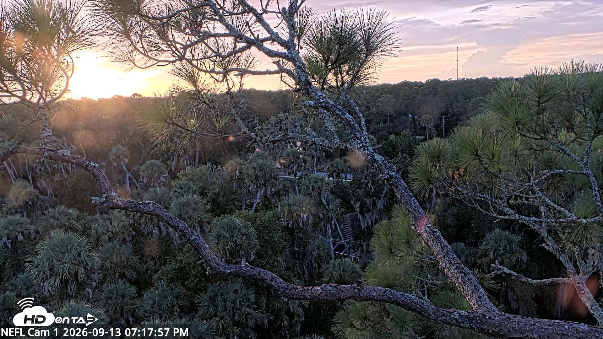 Snapshot of NE Florida Eagles Live Webcam taken Sep 13, 2026, 7:18pm EDT