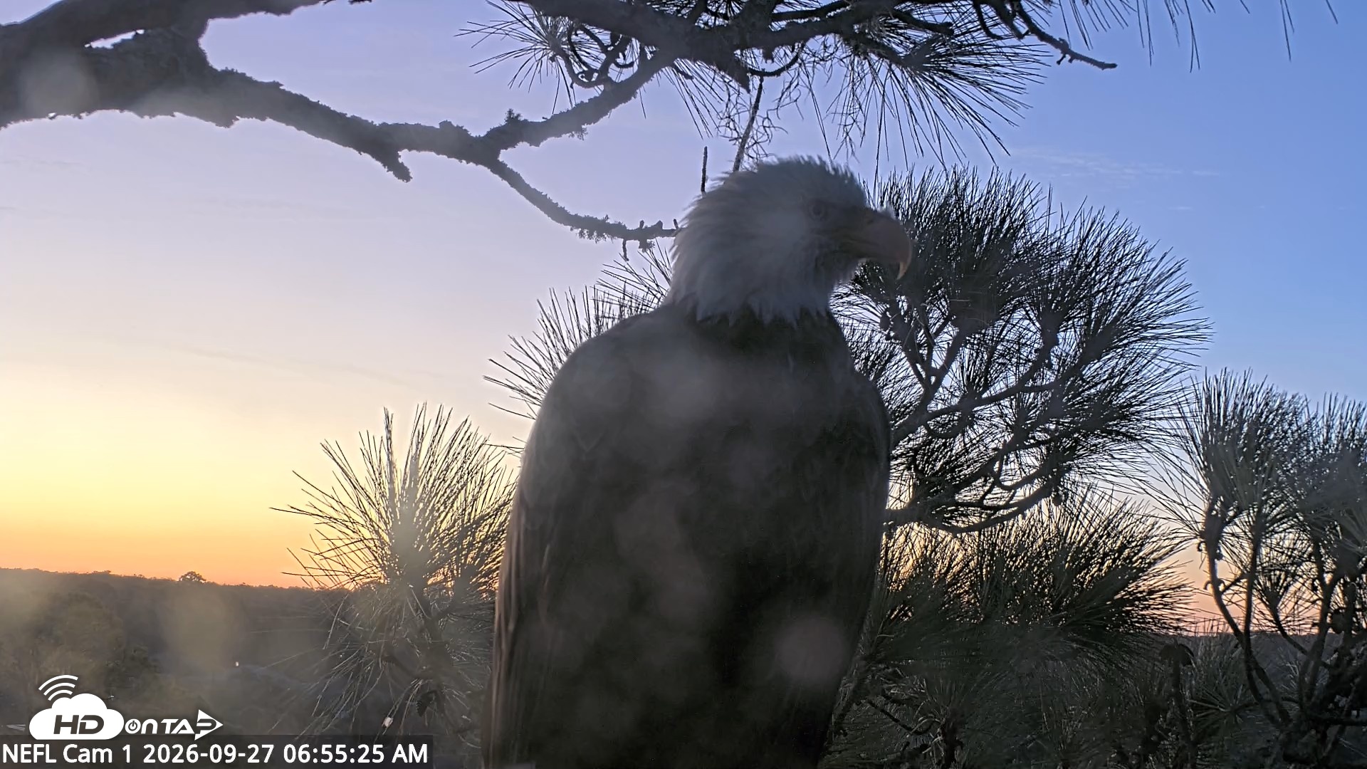 Snapshot of NE Florida Eagles Live Webcam taken Sep 27, 2026, 6:56am EDT