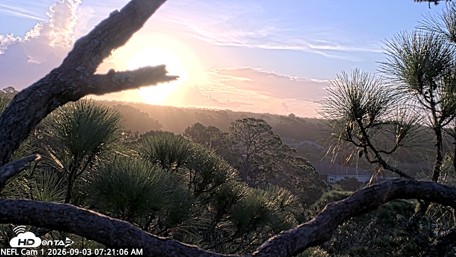 Snapshot of NE Florida Eagles Live Webcam taken Sep 3, 2026, 7:22am EDT