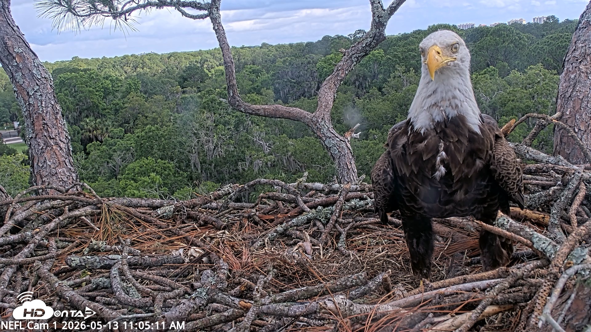 Snapshot of NE Florida Eagles Live Webcam taken May 13, 2026, 11:06am EDT