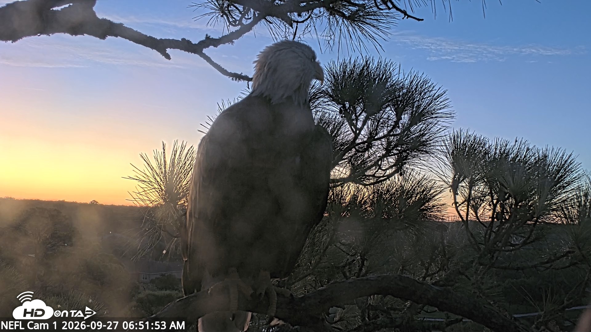Snapshot of NE Florida Eagles Live Webcam taken Sep 27, 2026, 6:52am EDT