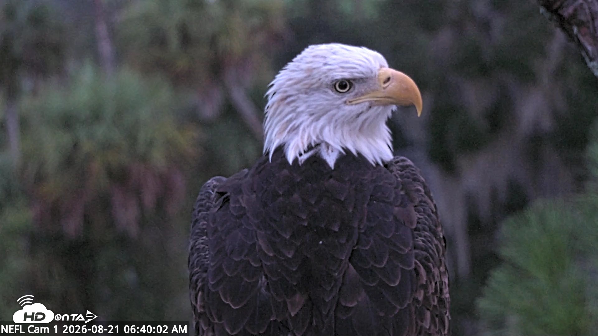 Snapshot of NE Florida Eagles Live Webcam taken Aug 21, 2026, 6:41am EDT