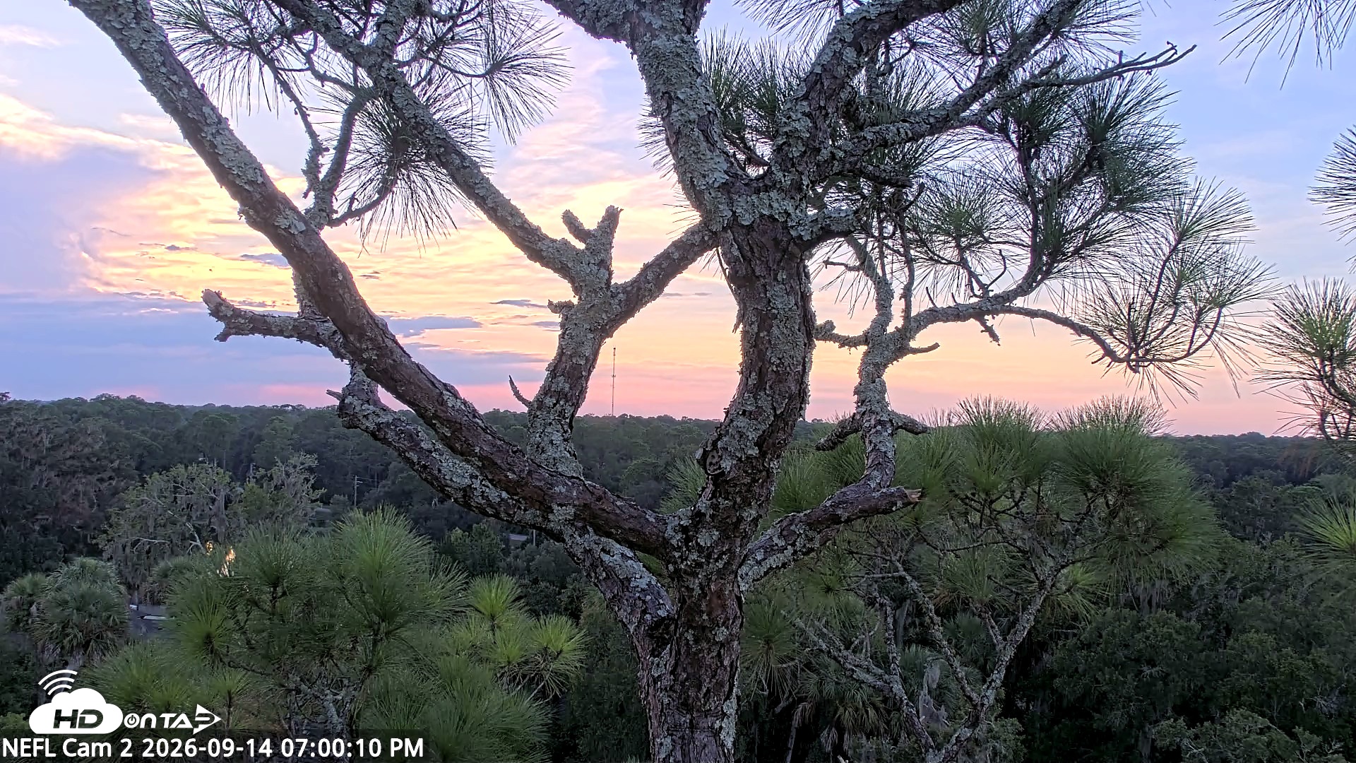 Snapshot of NE Florida Eagles Live Webcam taken Sep 14, 2026, 7:01pm EDT