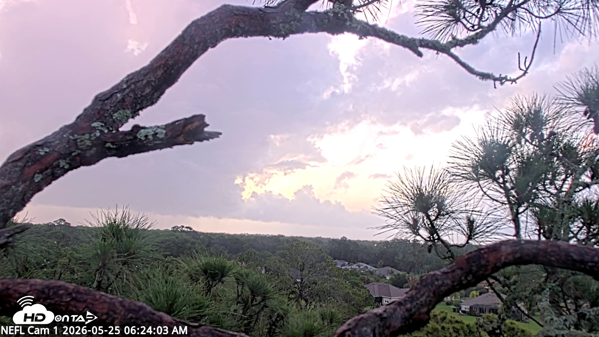 Snapshot of NE Florida Eagles Live Webcam taken May 25, 2026, 6:25am EDT