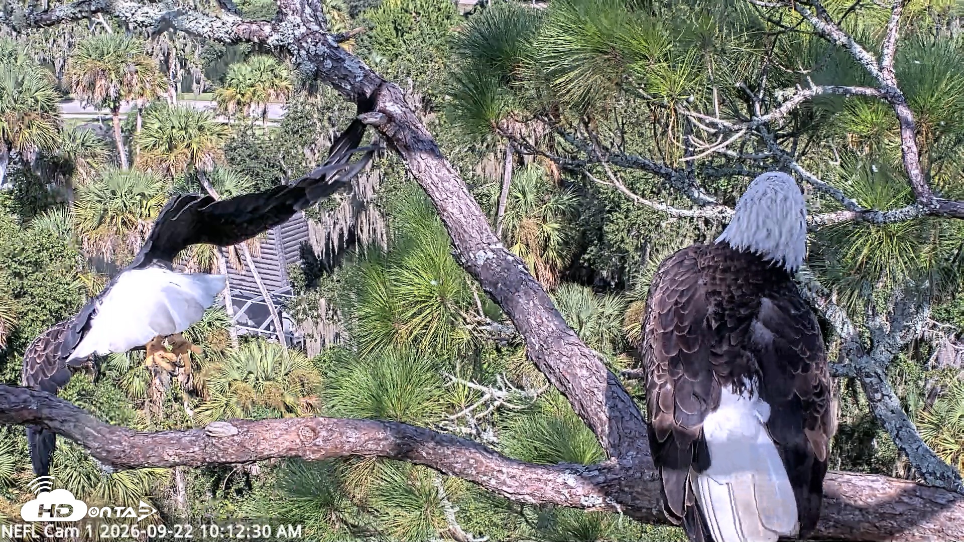 Snapshot of NE Florida Eagles Live Webcam taken Sep 22, 2026, 10:13am EDT