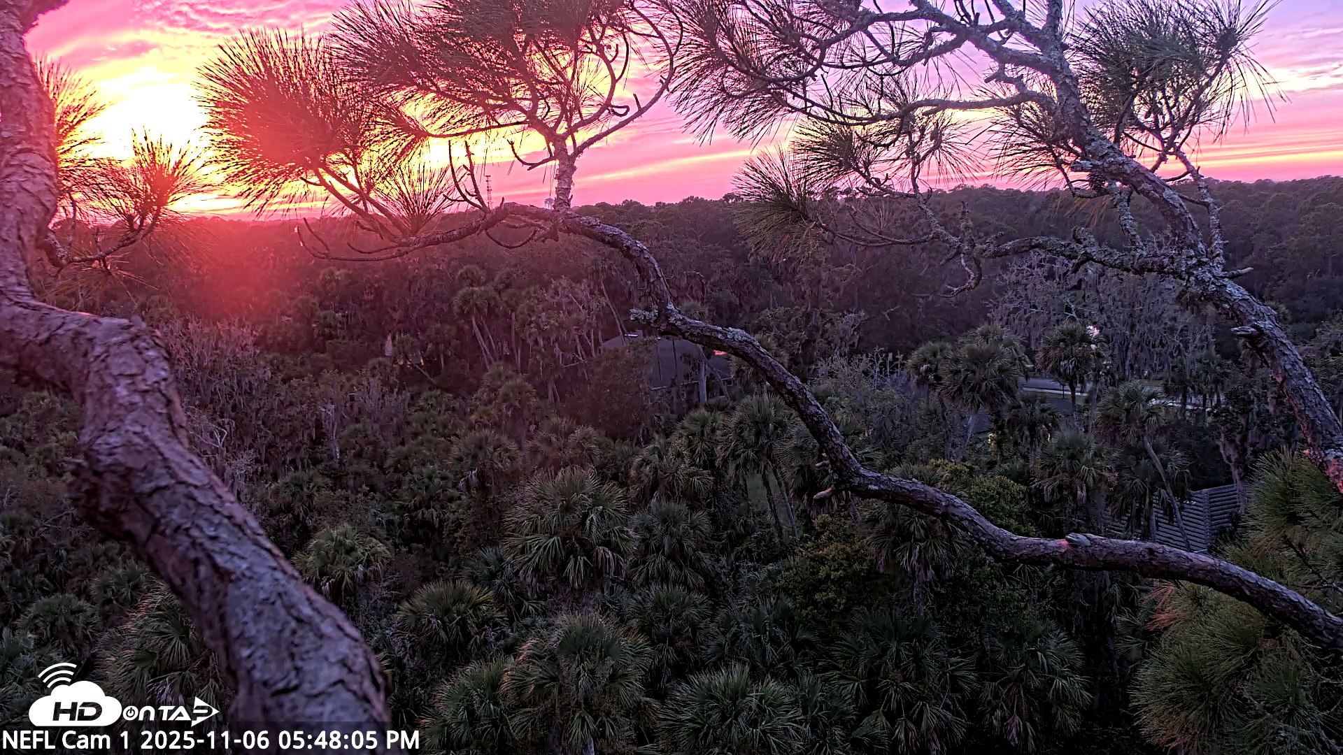 Snapshot of NE Florida Eagles Live Webcam taken Nov 6, 2025, 5:49pm EST