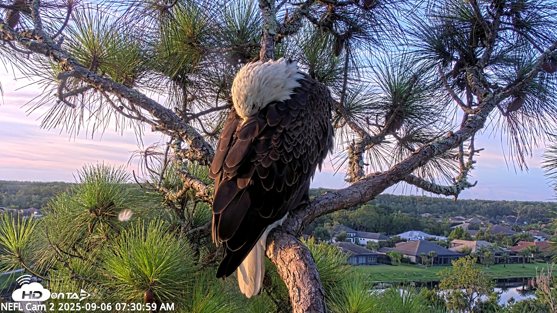 Snapshot of NE Florida Eagles Live Webcam taken Sep 6, 2025, 7:31am EDT
