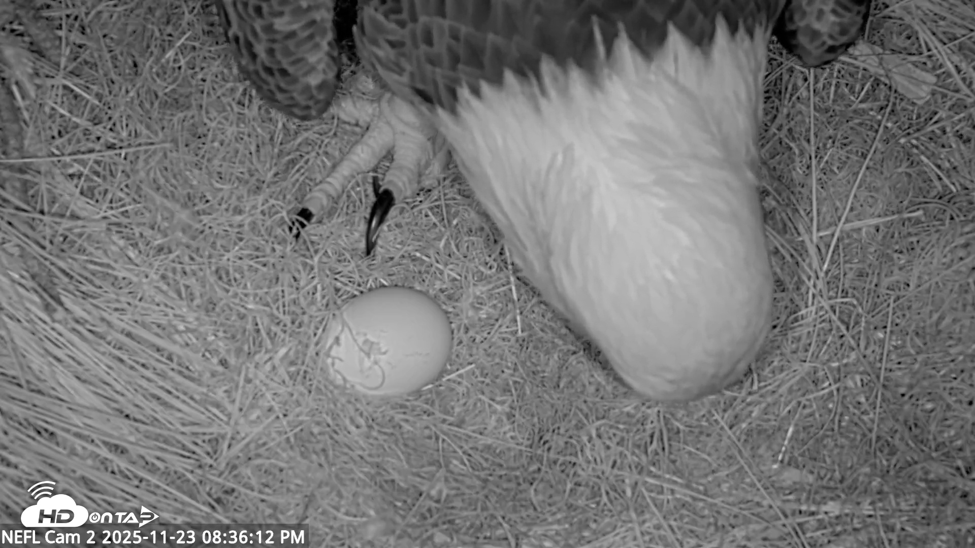 Snapshot of NE Florida Eagles Live Webcam taken Nov 23, 2025, 8:37pm EST