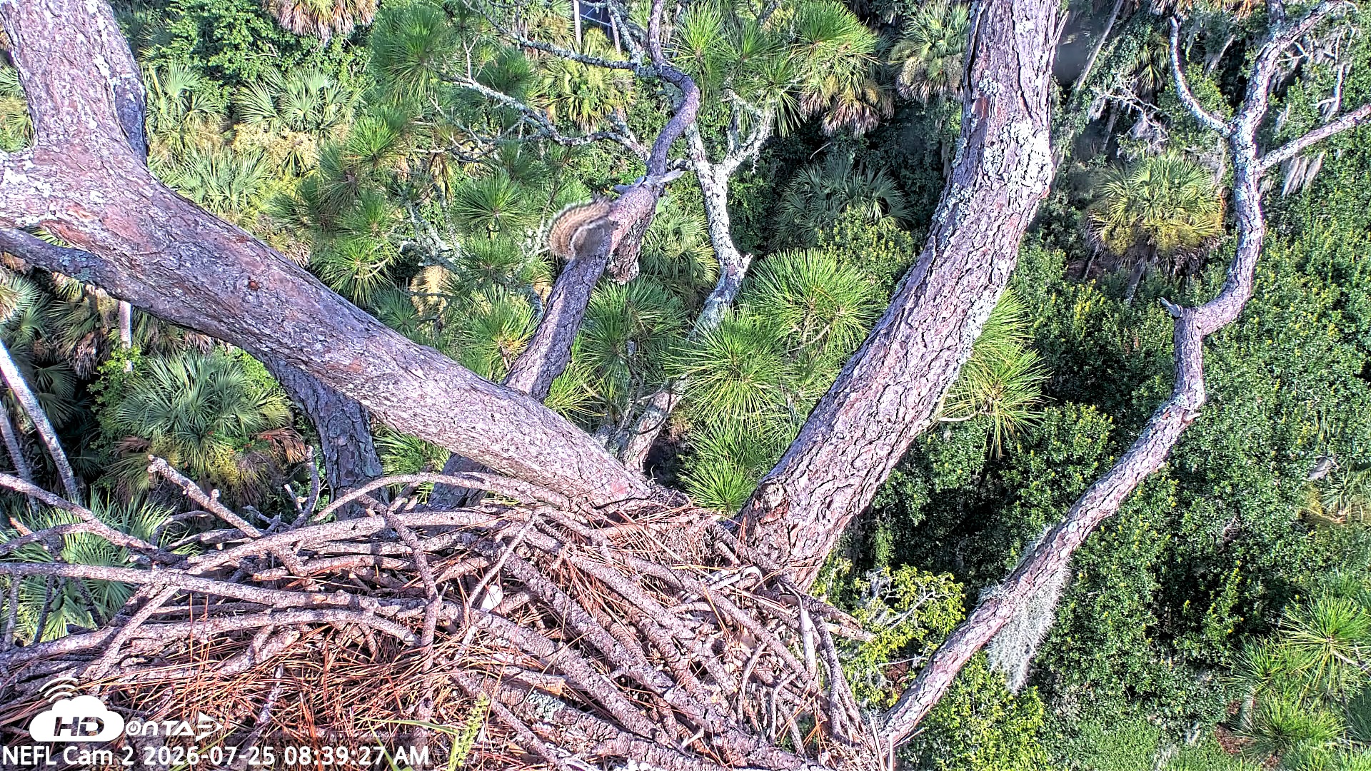Snapshot of NE Florida Eagles Live Webcam taken Jul 25, 2026, 8:40am EDT