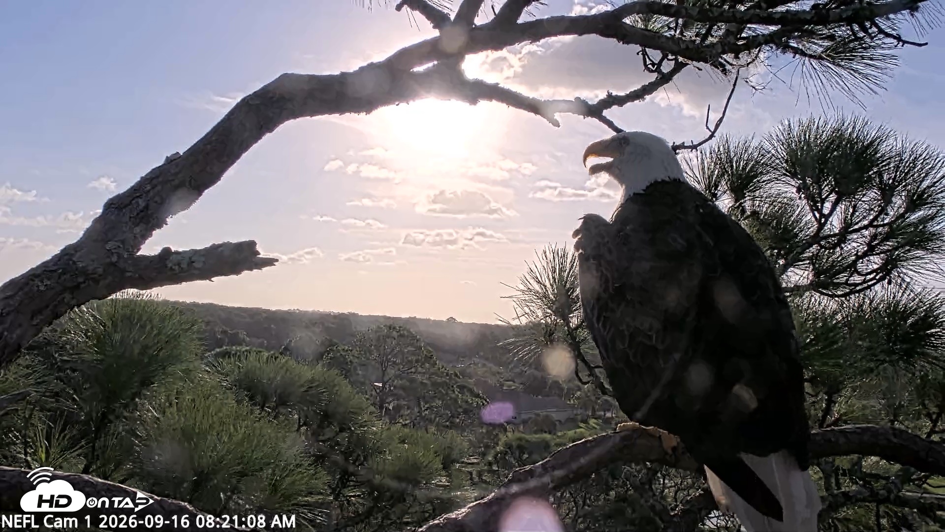 Snapshot of NE Florida Eagles Live Webcam taken Sep 16, 2026, 8:21am EDT