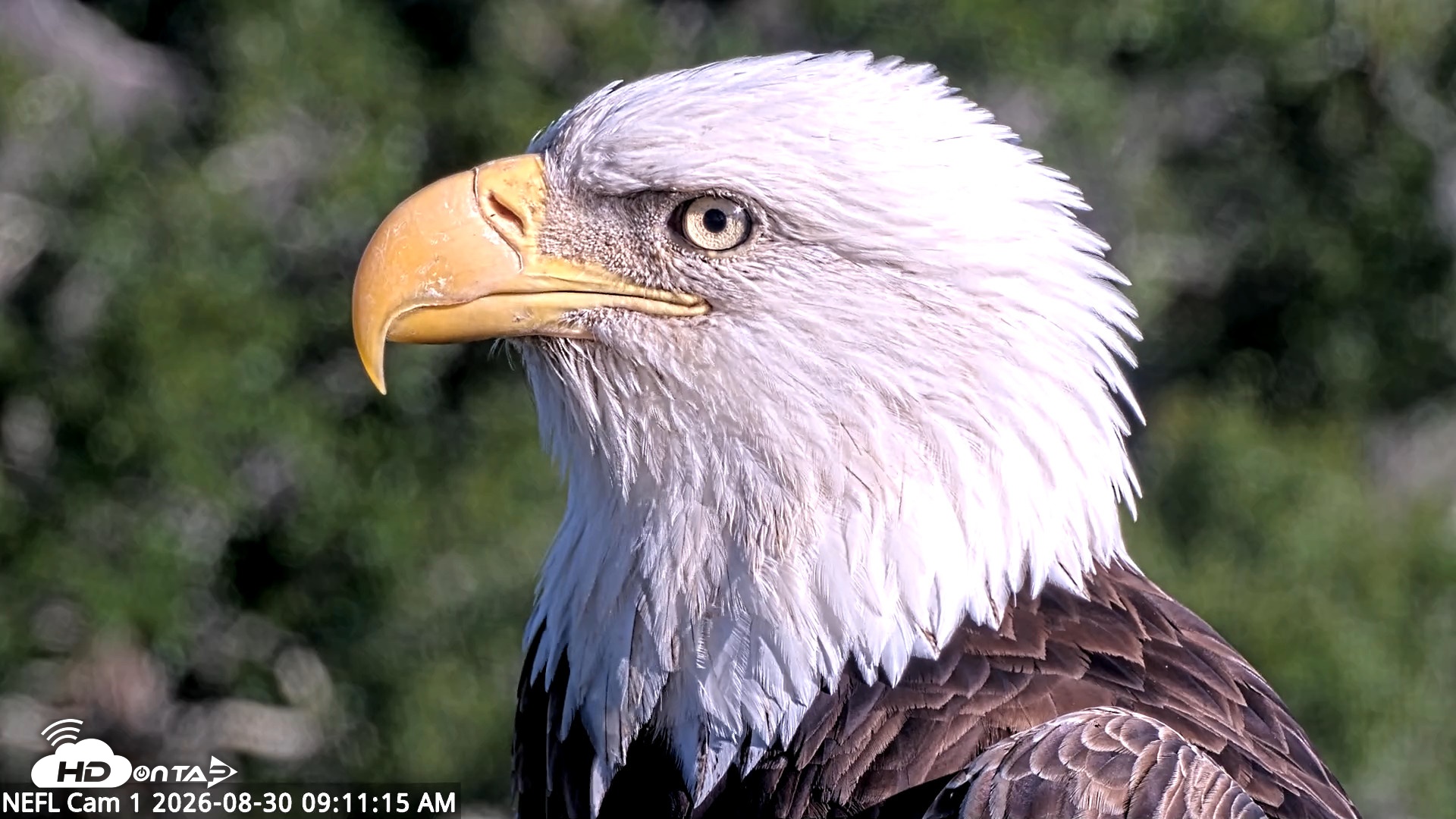 Snapshot of NE Florida Eagles Live Webcam taken Aug 30, 2026, 9:13am EDT