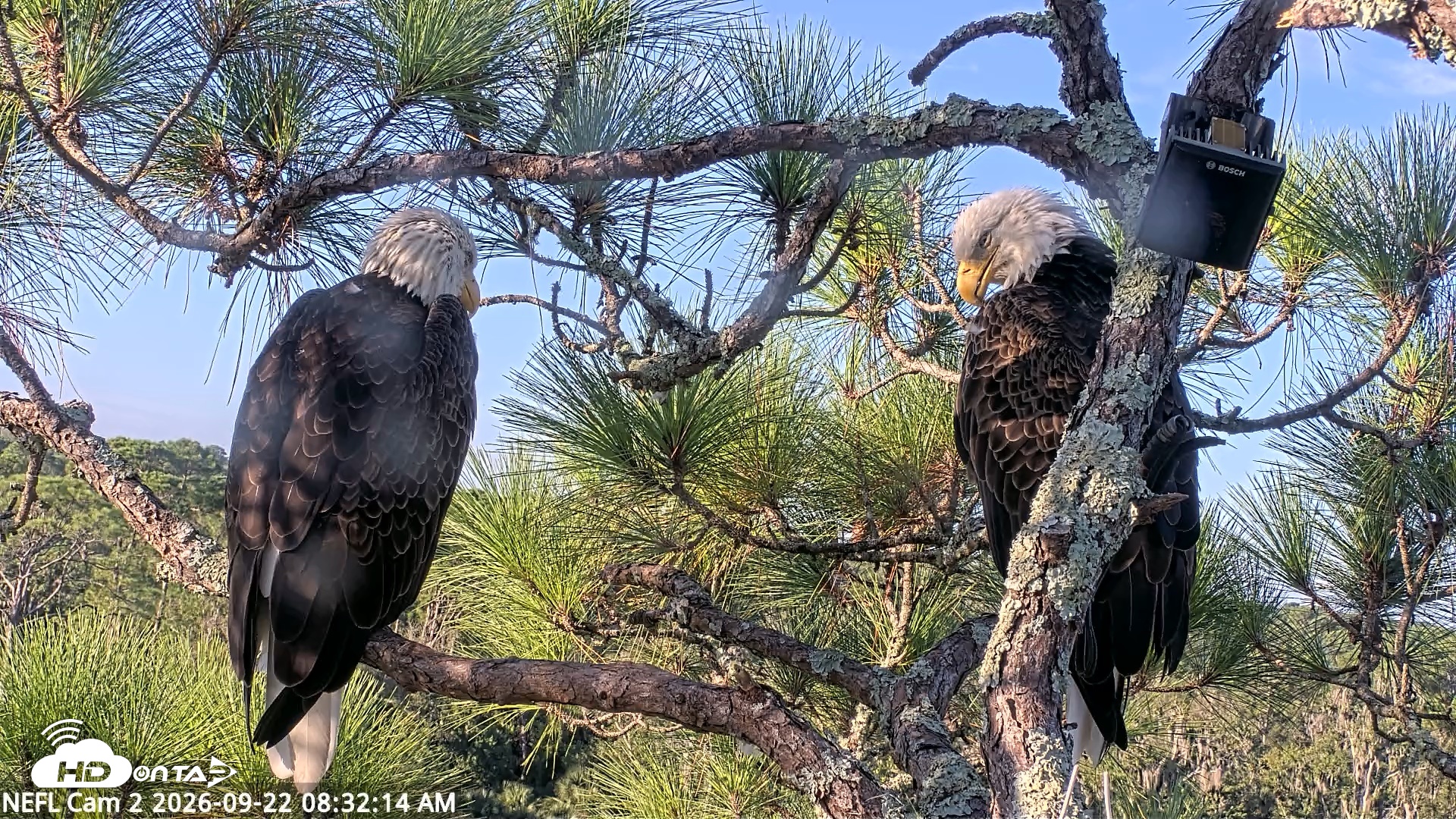 Snapshot of NE Florida Eagles Live Webcam taken Sep 22, 2026, 8:33am EDT