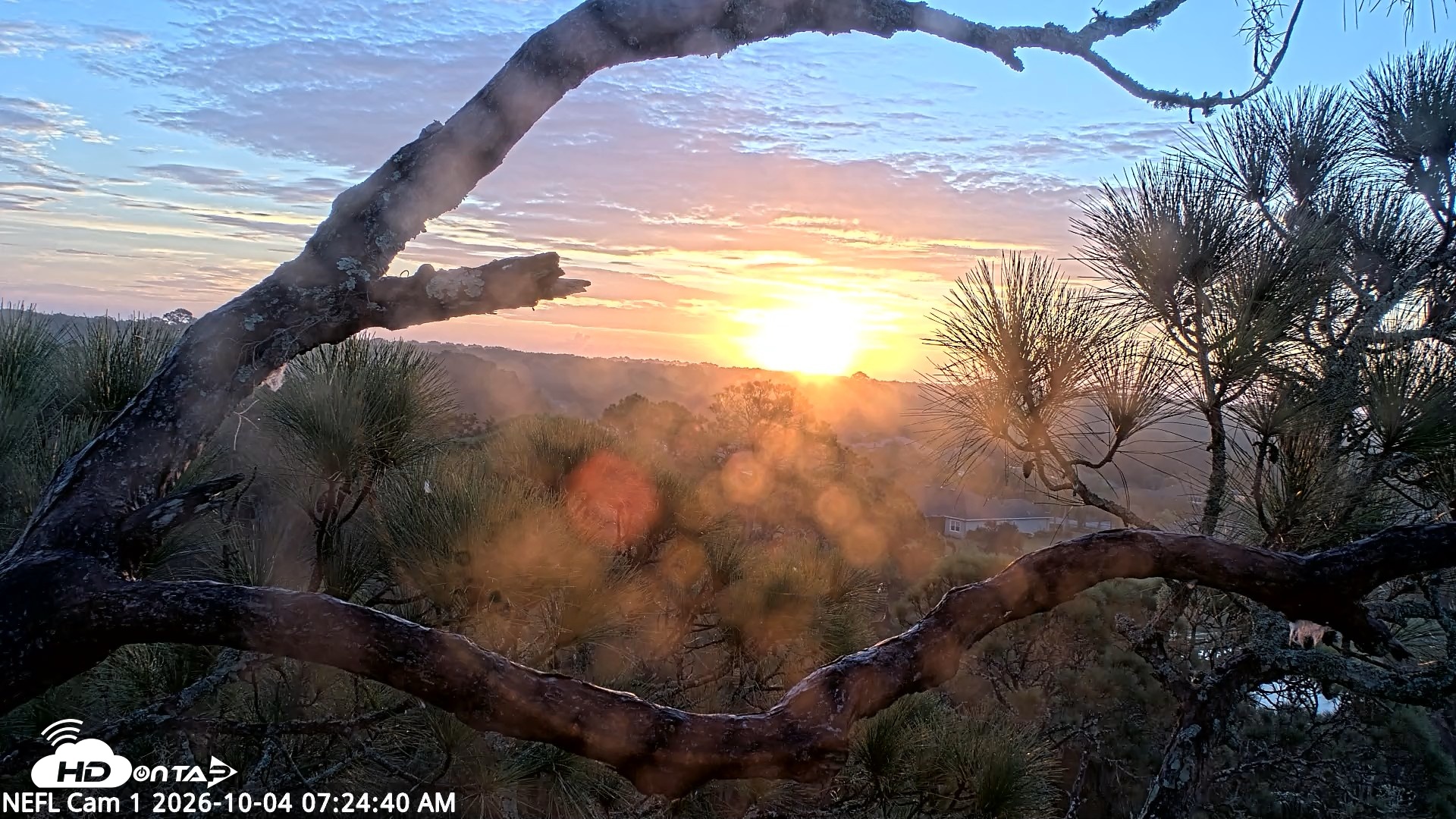 Snapshot of NE Florida Eagles Live Webcam taken Oct 4, 2026, 7:26am EDT