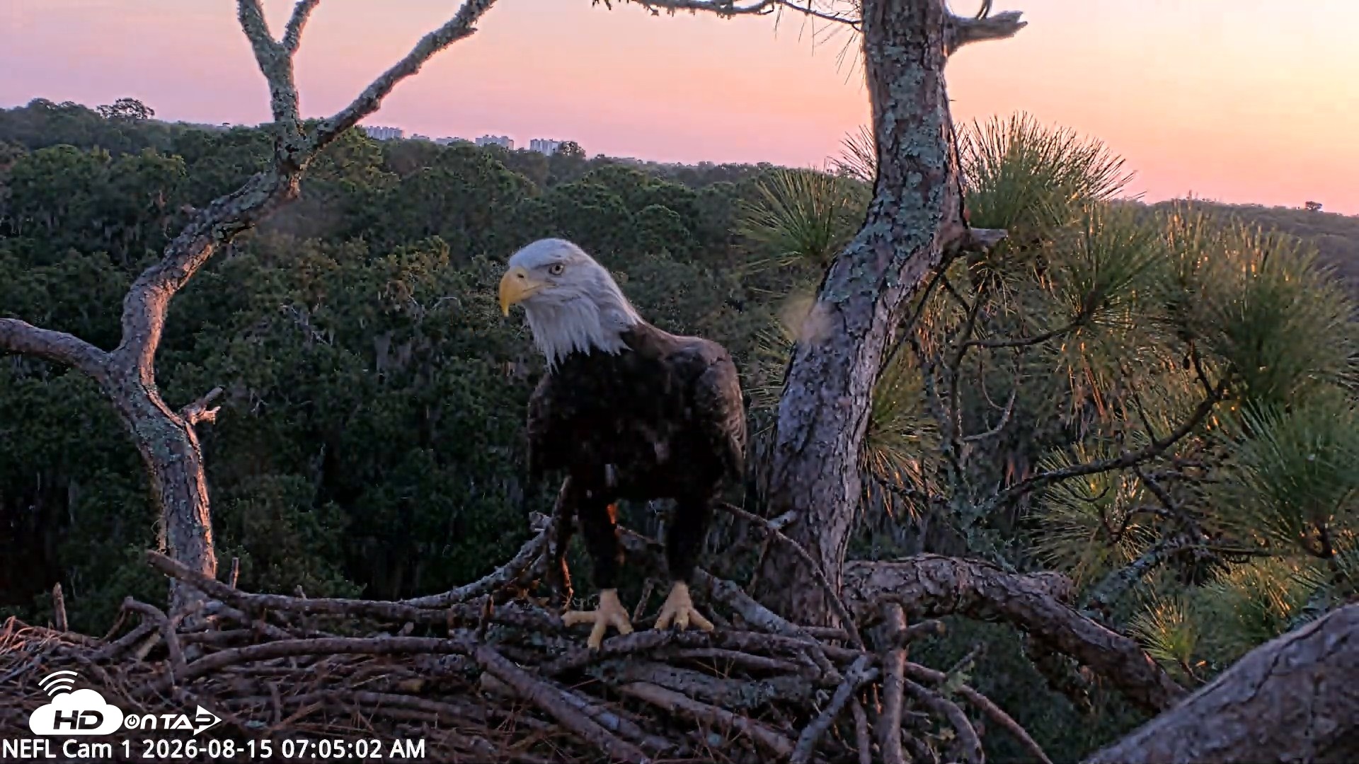Snapshot of NE Florida Eagles Live Webcam taken Aug 15, 2026, 7:06am EDT