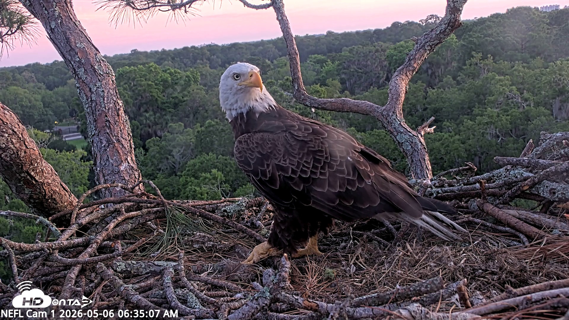 Snapshot of NE Florida Eagles Live Webcam taken May 6, 2026, 6:35am EDT