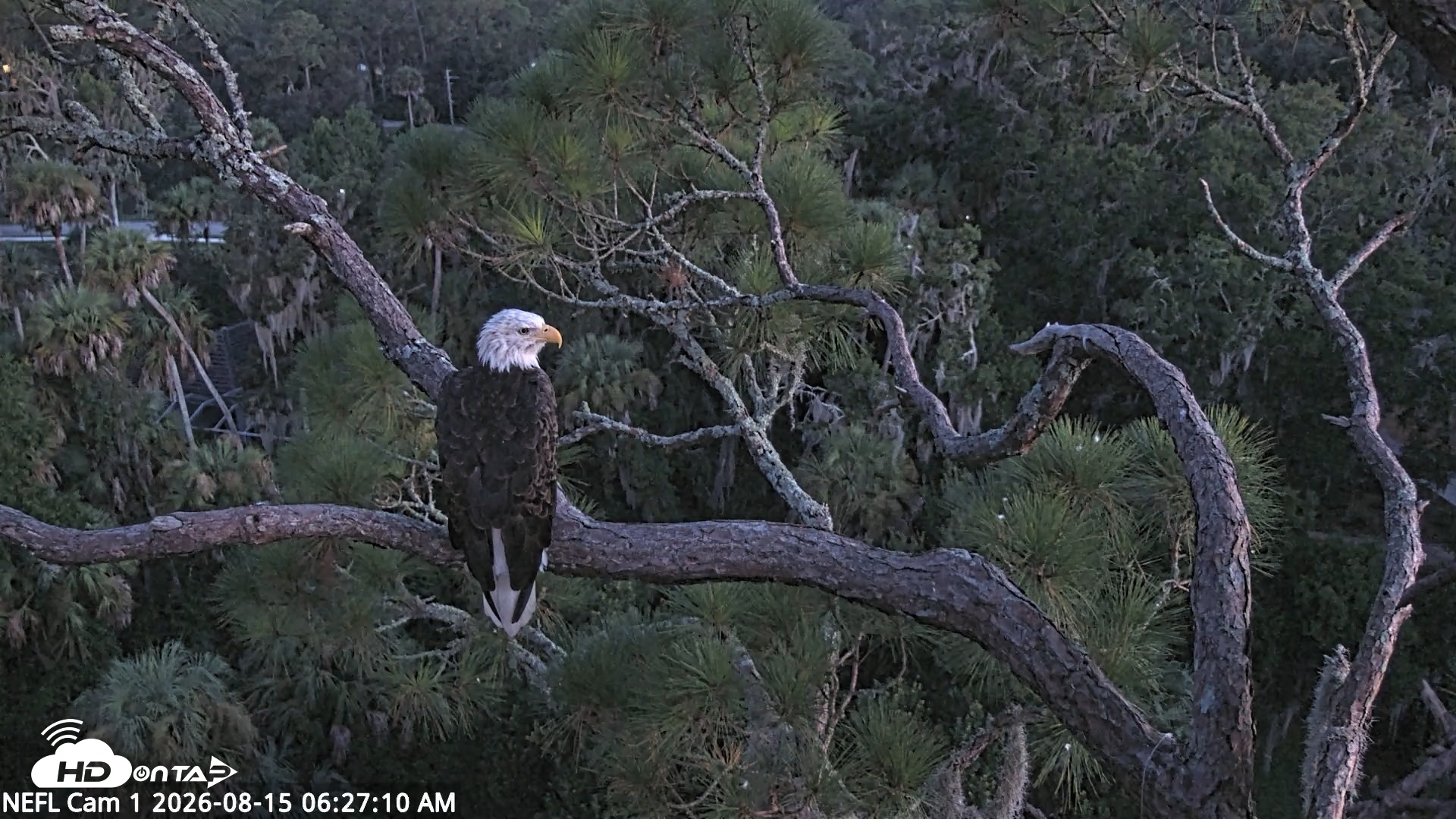 Snapshot of NE Florida Eagles Live Webcam taken Aug 15, 2026, 6:28am EDT