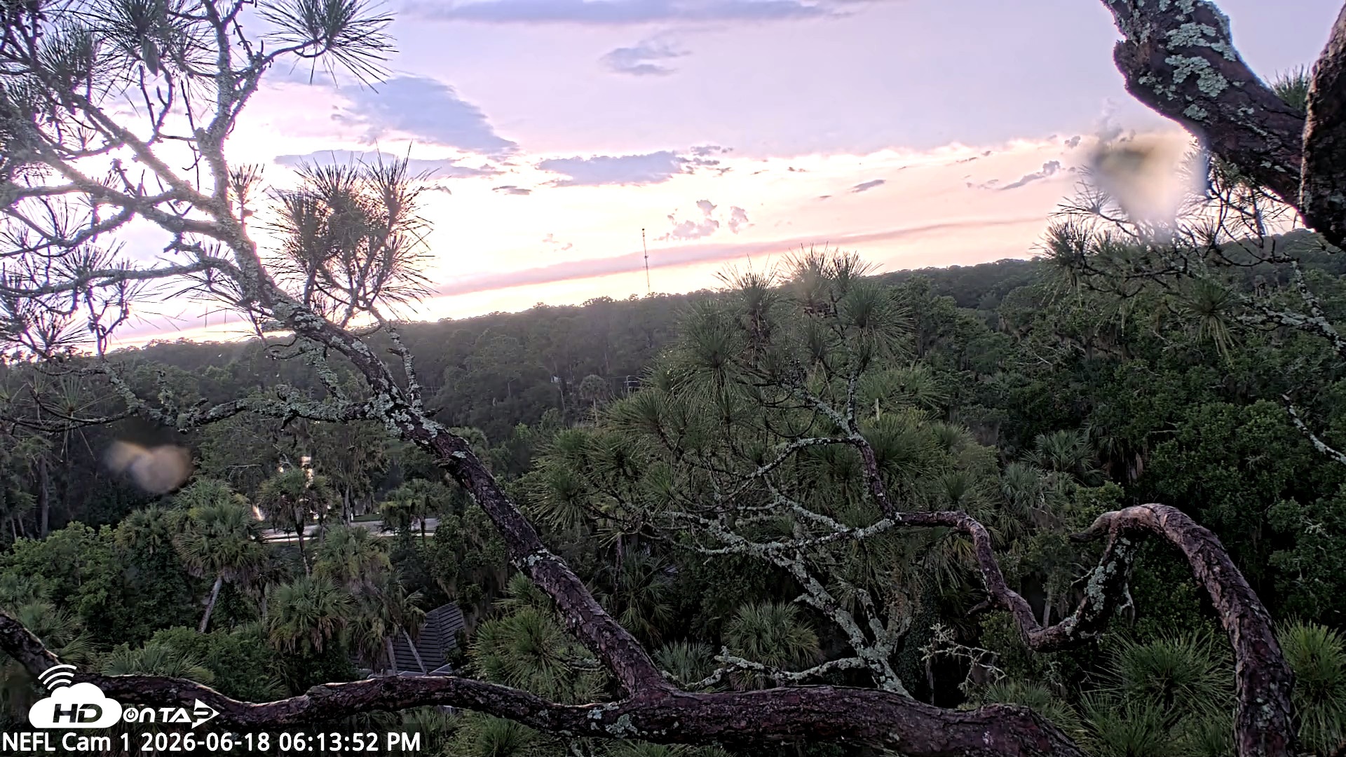 Snapshot of NE Florida Eagles Live Webcam taken Jun 18, 2026, 6:14pm EDT