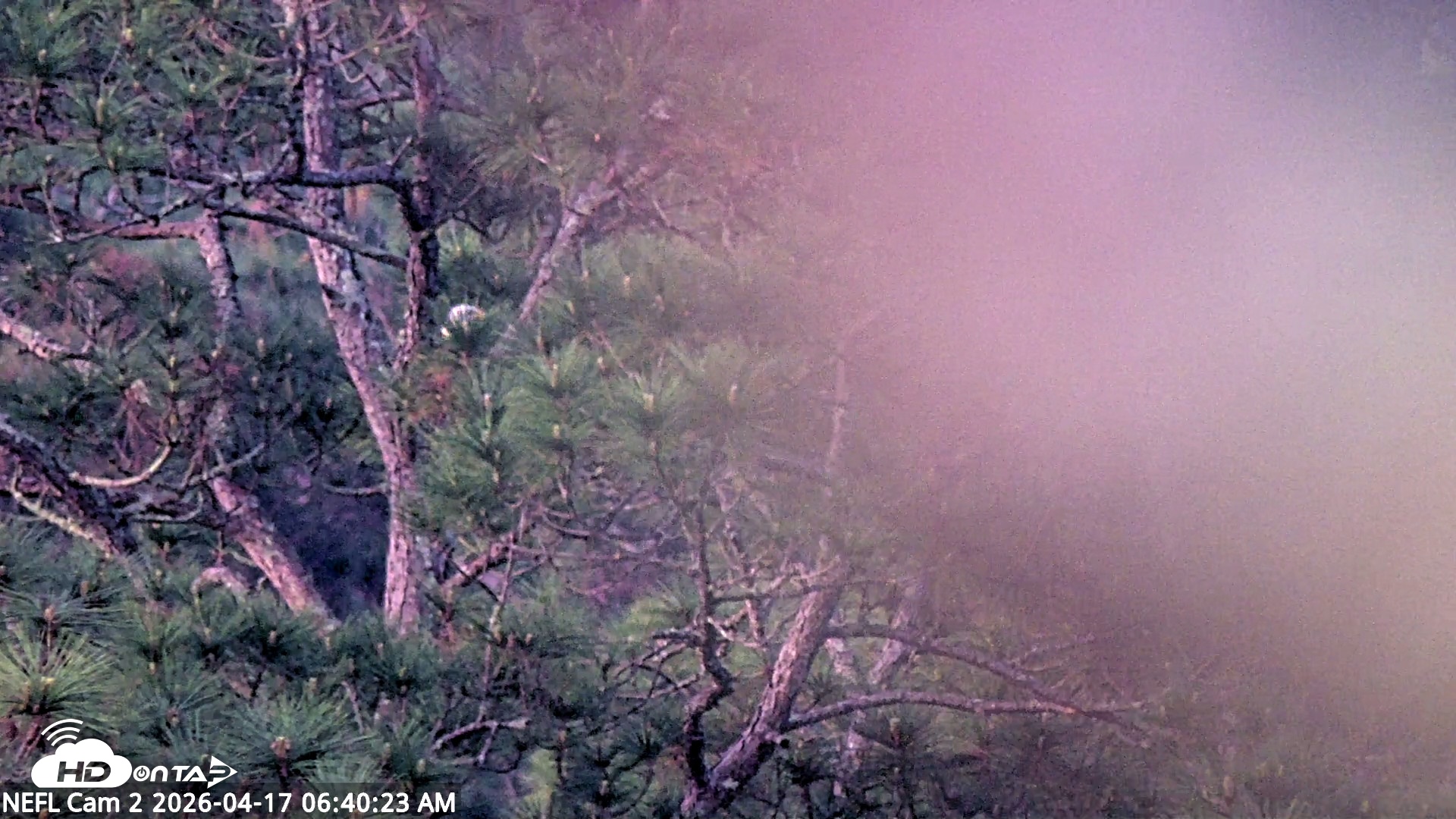 Snapshot of NE Florida Eagles Live Webcam taken Apr 17, 2026, 6:41am EDT