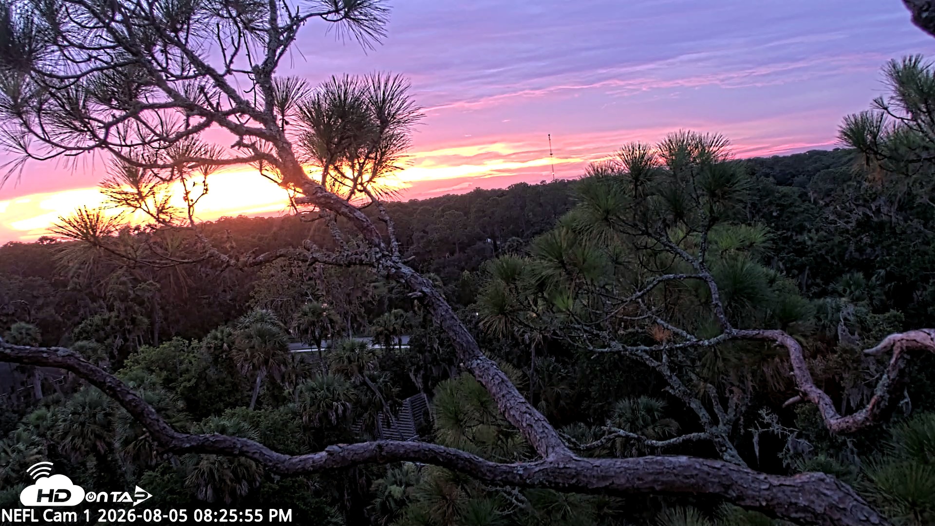 Snapshot of NE Florida Eagles Live Webcam taken Aug 5, 2026, 8:26pm EDT