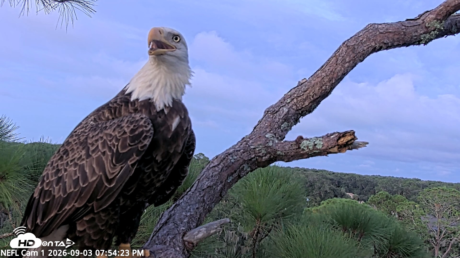 Snapshot of NE Florida Eagles Live Webcam taken Sep 3, 2026, 7:55pm EDT