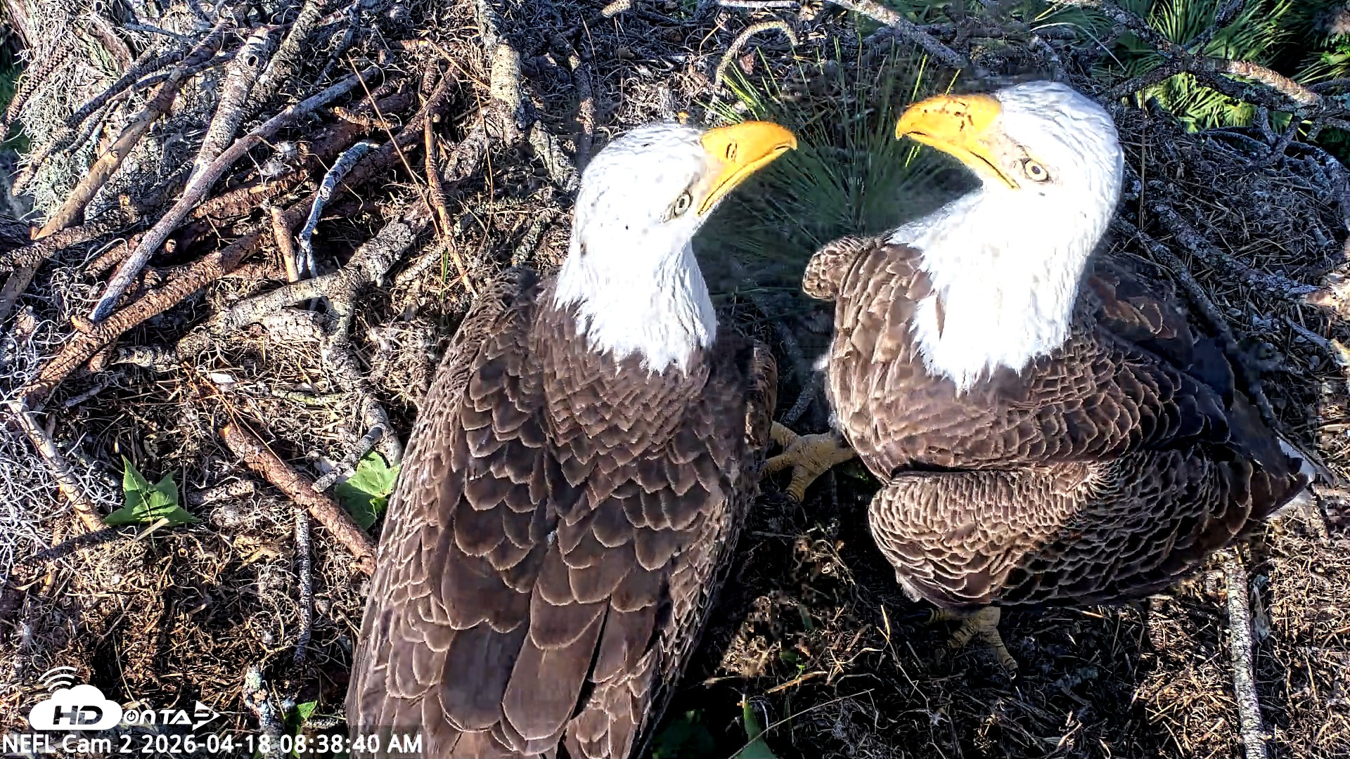 Snapshot of NE Florida Eagles Live Webcam taken Apr 18, 2026, 8:39am EDT
