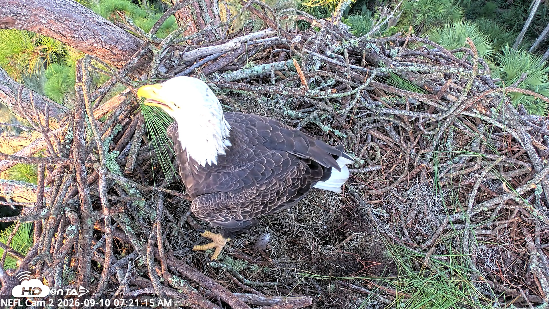 Snapshot of NE Florida Eagles Live Webcam taken Sep 10, 2026, 7:22am EDT