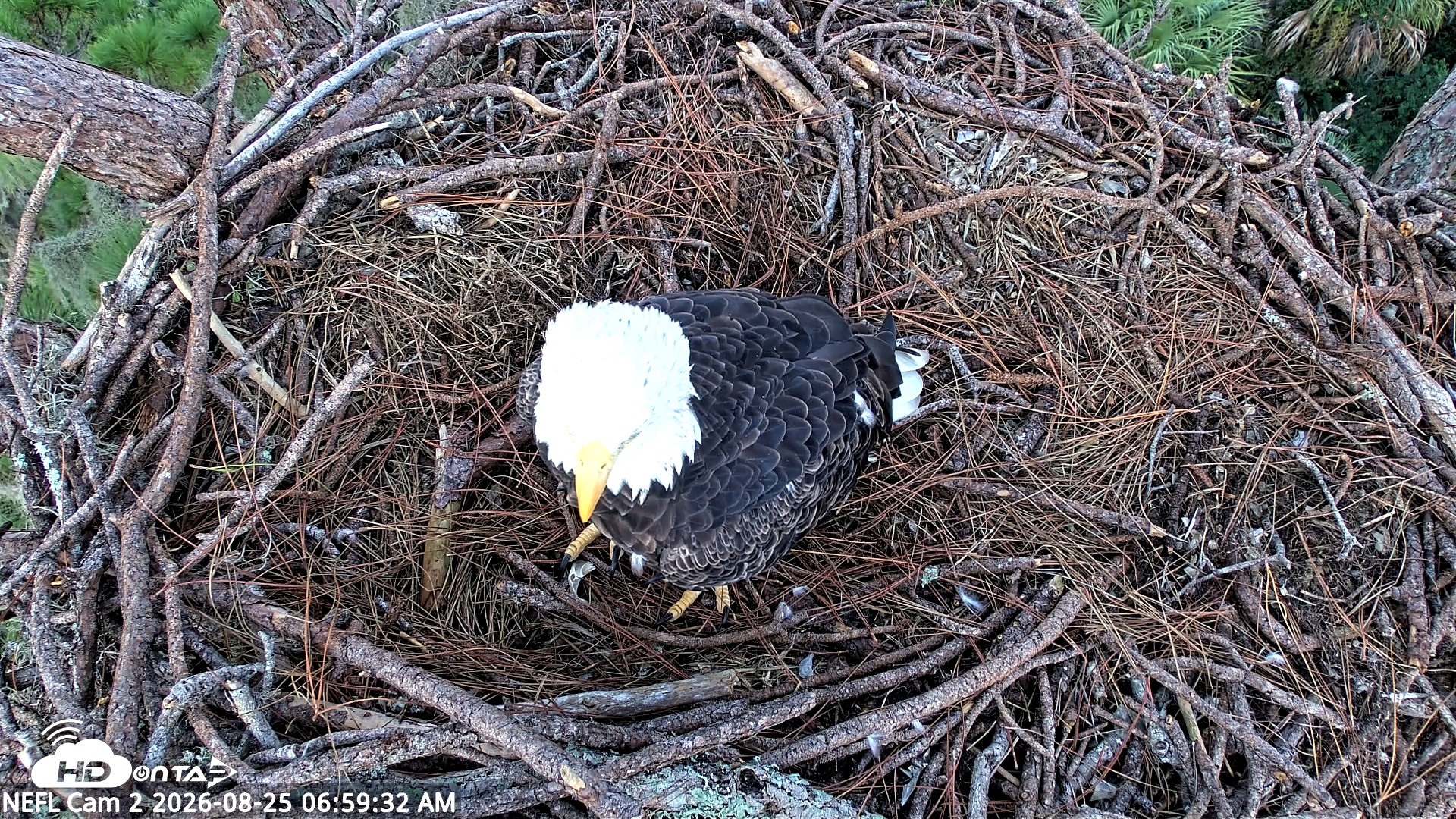 Snapshot of NE Florida Eagles Live Webcam taken Aug 25, 2026, 7:00am EDT