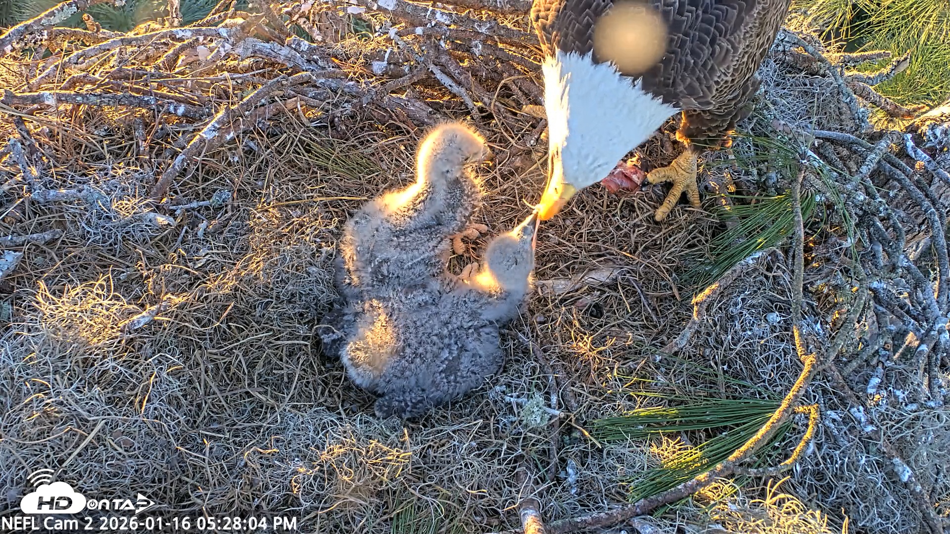 Snapshot of NE Florida Eagles Live Webcam taken Jan 16, 2026, 5:28pm EST