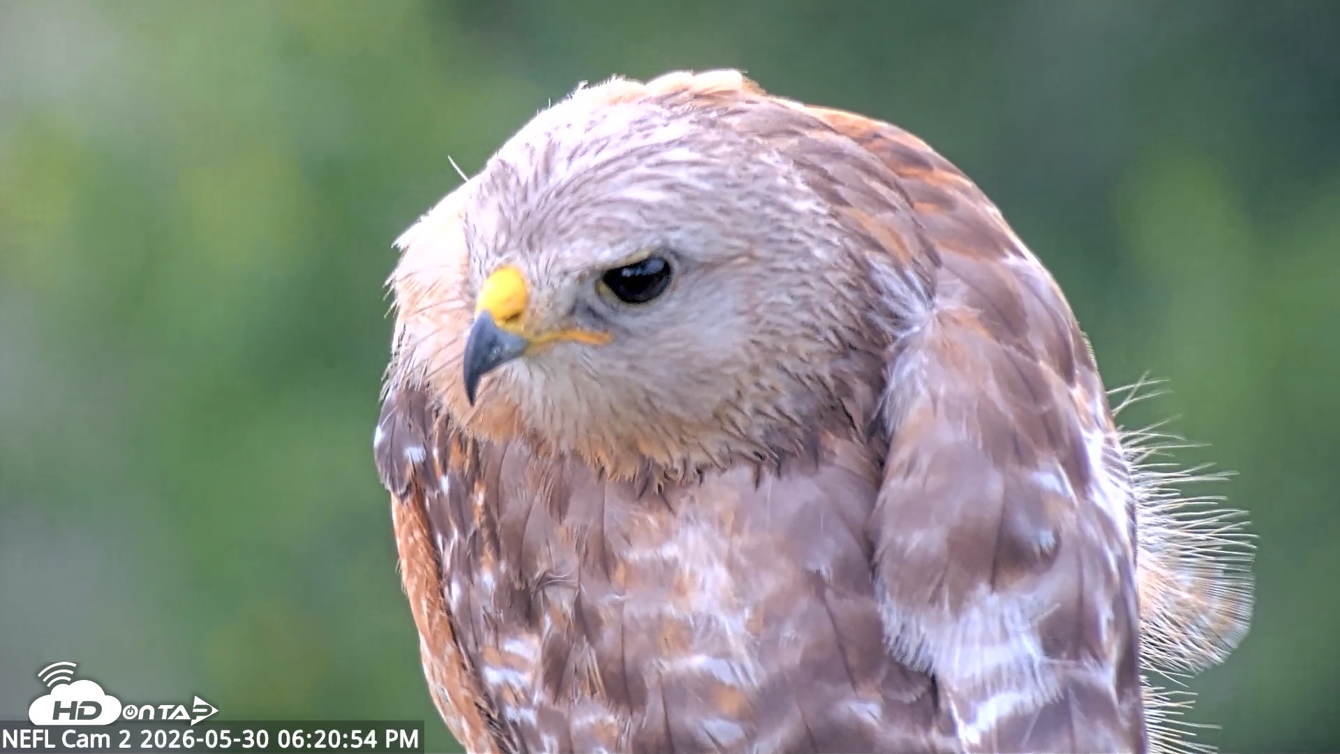 Snapshot of NE Florida Eagles Live Webcam taken May 30, 2026, 6:22pm EDT