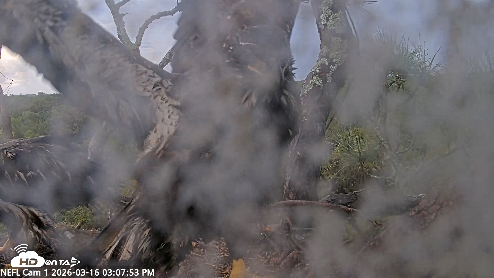 Snapshot of NE Florida Eagles Live Webcam taken Mar 16, 2026, 3:08pm EDT