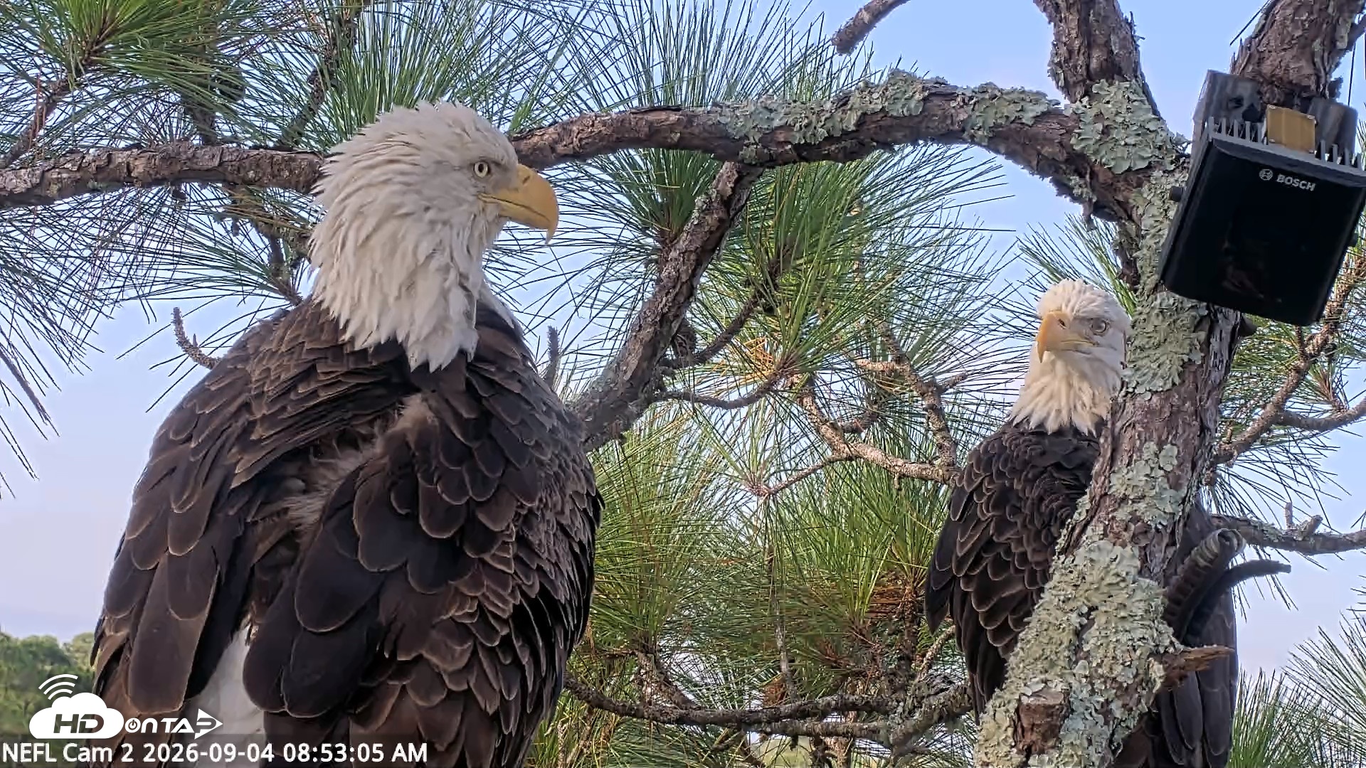 Snapshot of NE Florida Eagles Live Webcam taken Sep 4, 2026, 8:54am EDT