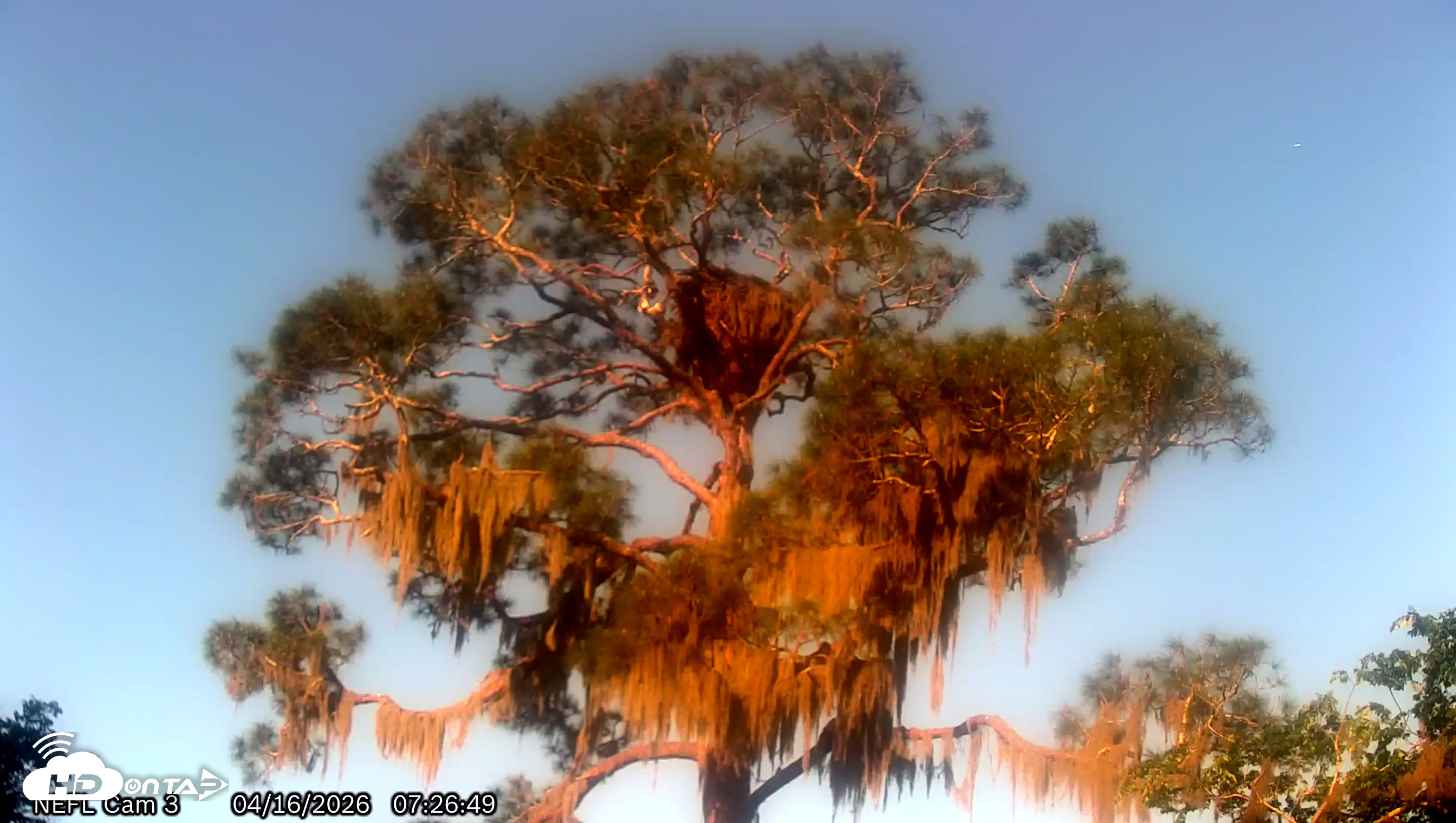 Snapshot of NE Florida Eagles Live Webcam taken Apr 16, 2026, 7:29am EDT