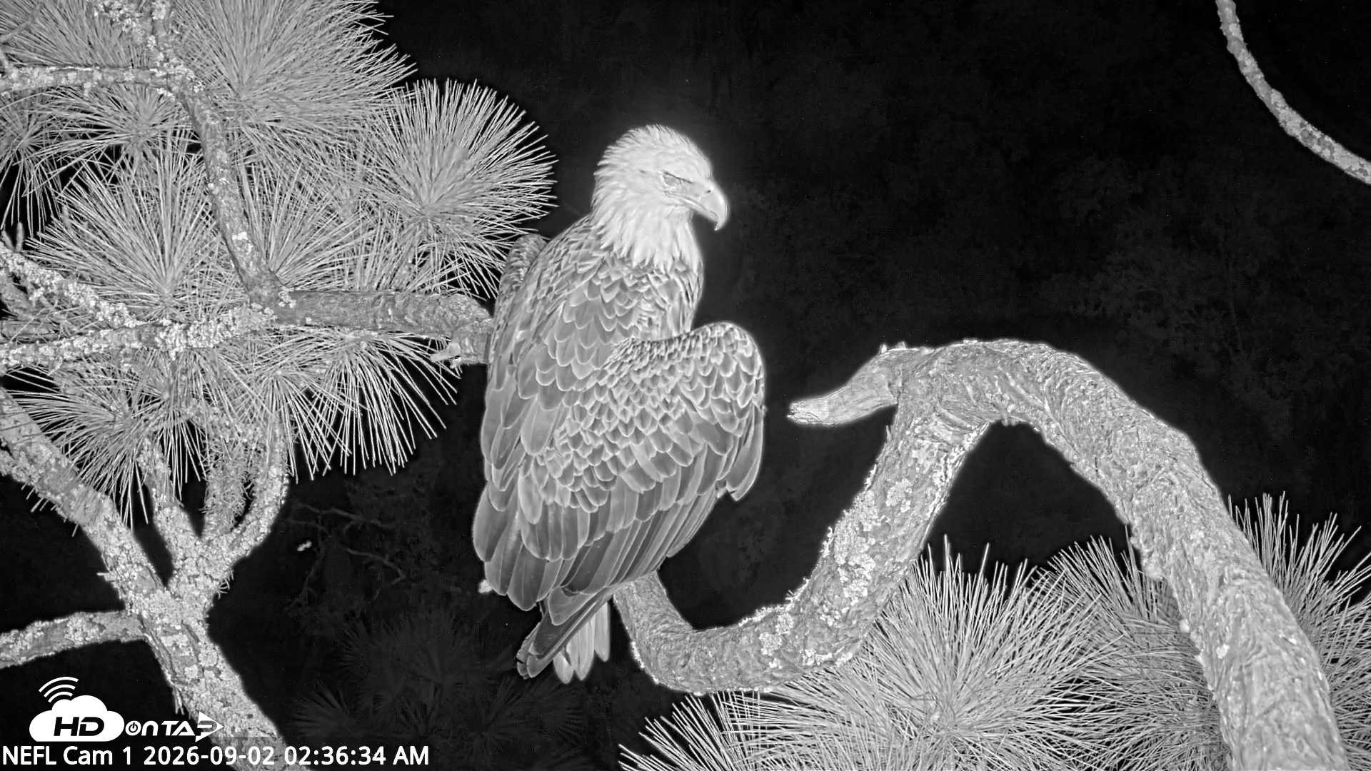Snapshot of NE Florida Eagles Live Webcam taken Sep 2, 2026, 2:37am EDT